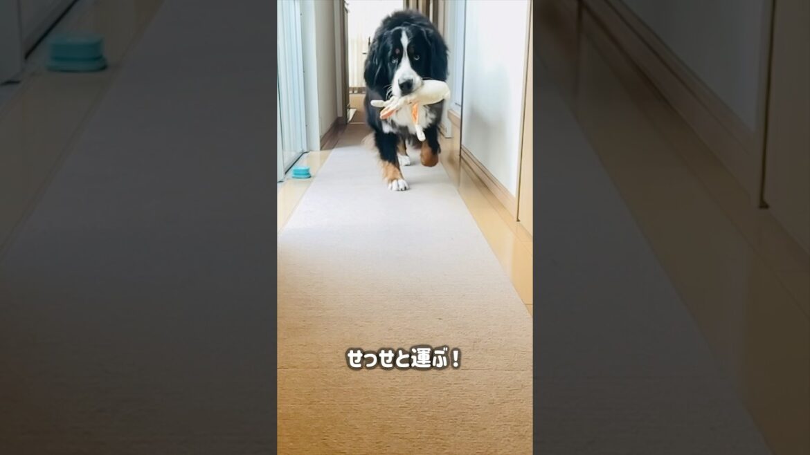 めずらしく夢中に…おもちゃのイカさんを運ぶバーニーズ🐾