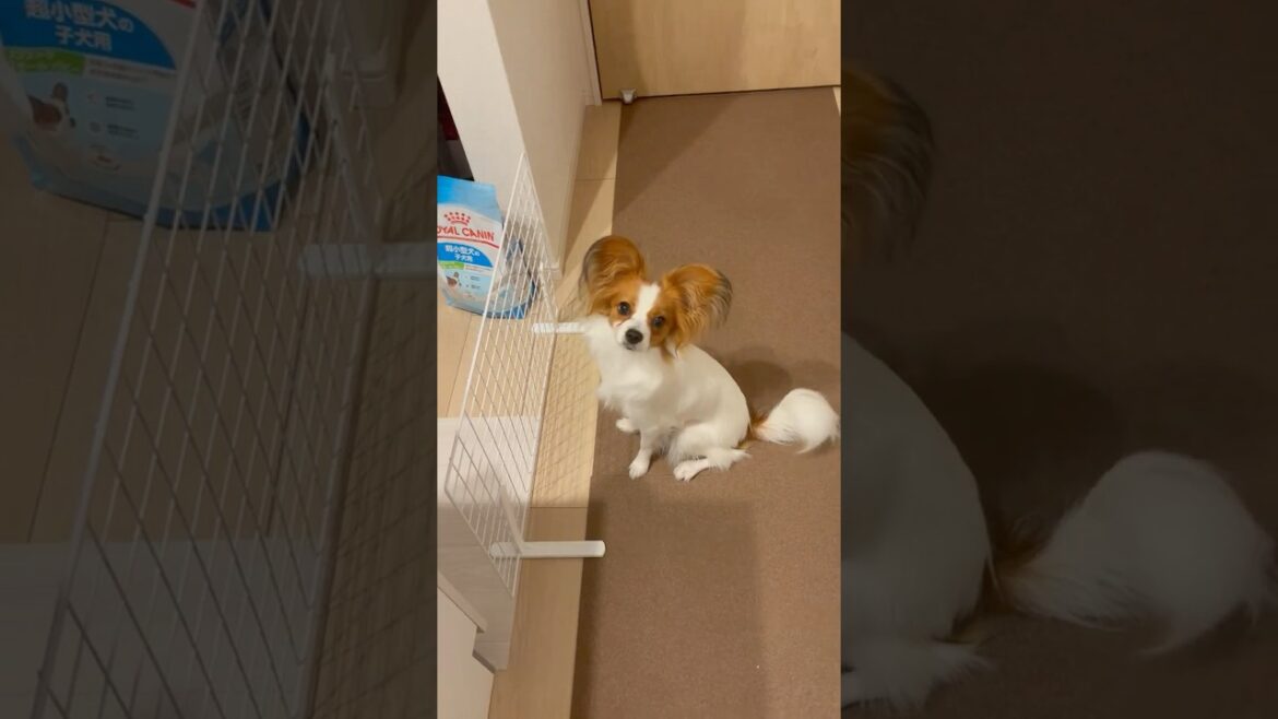 もうすぐごはん #Papillon #パピヨン #Lea #犬のいる生活 #可愛い #ビルバック