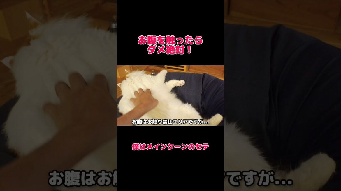 怒られるけど触りたくなっちゃうんです... #メインクーン #猫 #猫のいる暮らし#cat #mainecoon #catlover​  #catshorts​  #cutecat​ #fyp​
