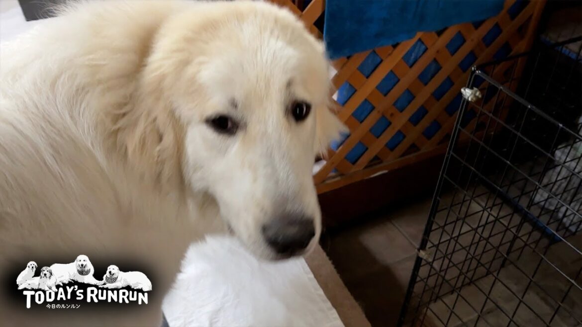 なかなかご飯を食べない少食のリリーです　Great Pyrenees　グレートピレニーズ