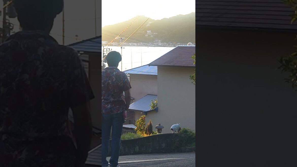 まだ朝日は暑いニャン!ゆっくり歩いてニャ!のろのろゆるゆる歩くよ!#熱海 #伊豆 #散歩 #猫のいる暮らし #ジャパニーズボブテイル #保護猫 #野良猫 まだ朝日は暑いニャン!ゆっくり歩いてニャ!のろのろゆるゆる歩くよ!#熱海 #伊豆 #散歩 #猫のいる暮らし #ジャパニーズボブテイル #保護猫 #野良猫