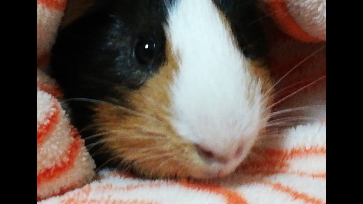 【モルモット】ほーむずくん まろんくん れおんくん ちょこちゃんの日常【定点カメラ】 【モルモット】ほーむずくん まろんくん れおんくん ちょこちゃんの日常【定点カメラ】