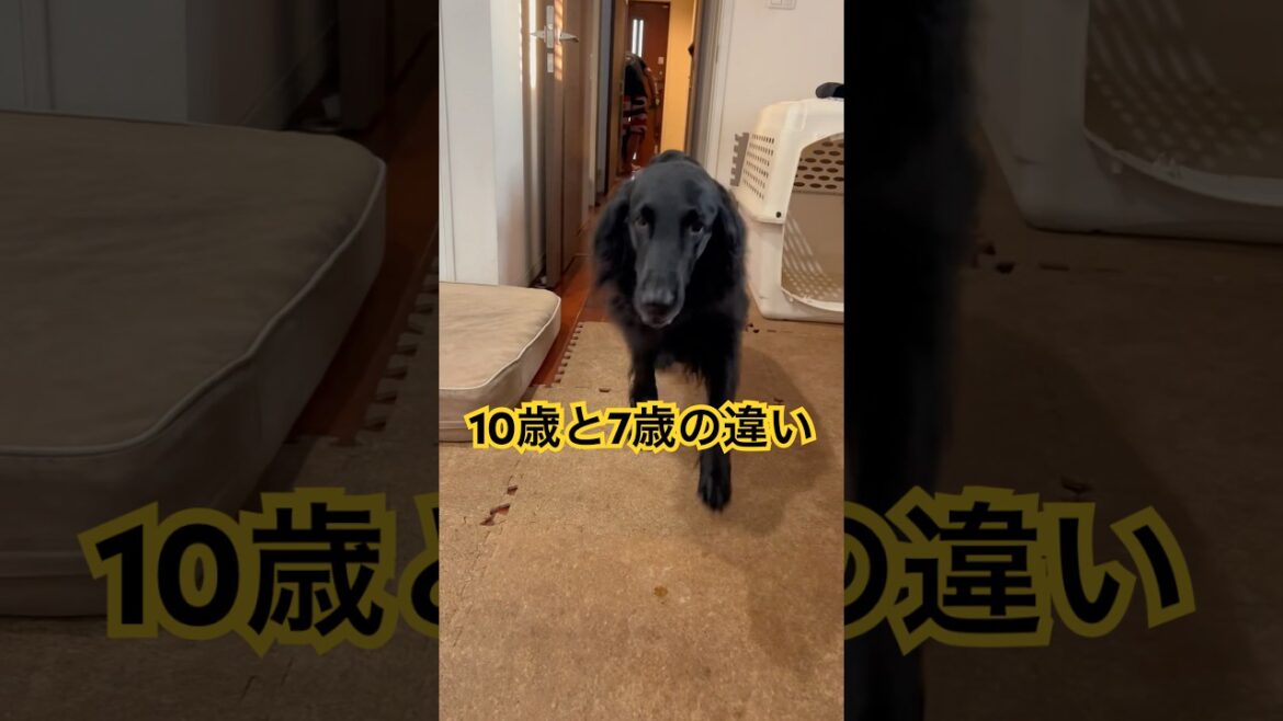 10歳と7歳の違い#flatcoatedretriever #フラットコーテッドレトリバー #大型犬