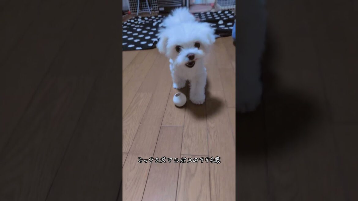 【遊ぶラテ】ひとり遊び  #ミックス犬  #マルポメ  #マルポメのラテ  #4歳  #4ワンコ  #多頭飼い犬  #愛犬   #いぬのきもち   #いぬすたぐらむ   #cute