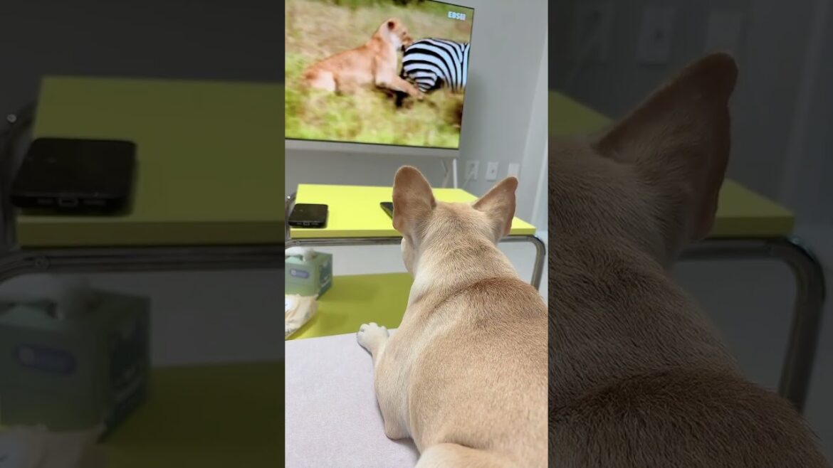 데이지 구해죠 #法国斗牛犬 #小狗 #bulldogfrançais #chóbullPháp #フレンチブルドッグ #フレブル #いぬ #frenchie #프렌치불독 #프렌치불독새끼 #강아지