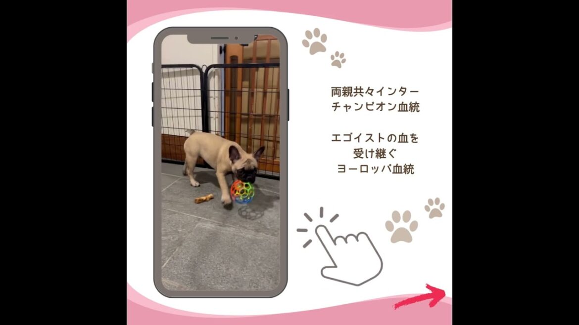 可愛い♡わんこ紹介♪ #子犬 #フレンチブルドッグ子犬 #フレブルパピー  #ブリーダーナビ