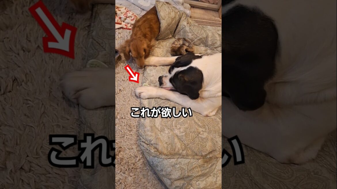 パピーの頃と対応が変わる超大型犬セントバーナードNANA🐶#犬 #shorts