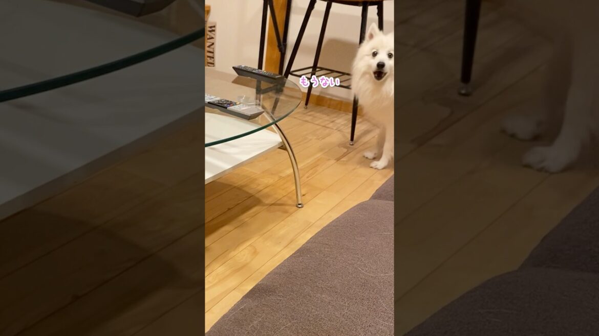 5分でごはん食べ終わる犬の食事ルーティン #日本スピッツ #犬との暮らし #shorts