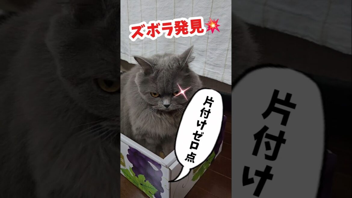 ズボラ飼い主発見💥【サイベリアン・キキのKIKICHANNEL】#サイベリアン #猫 #Siberian #cat #shorts