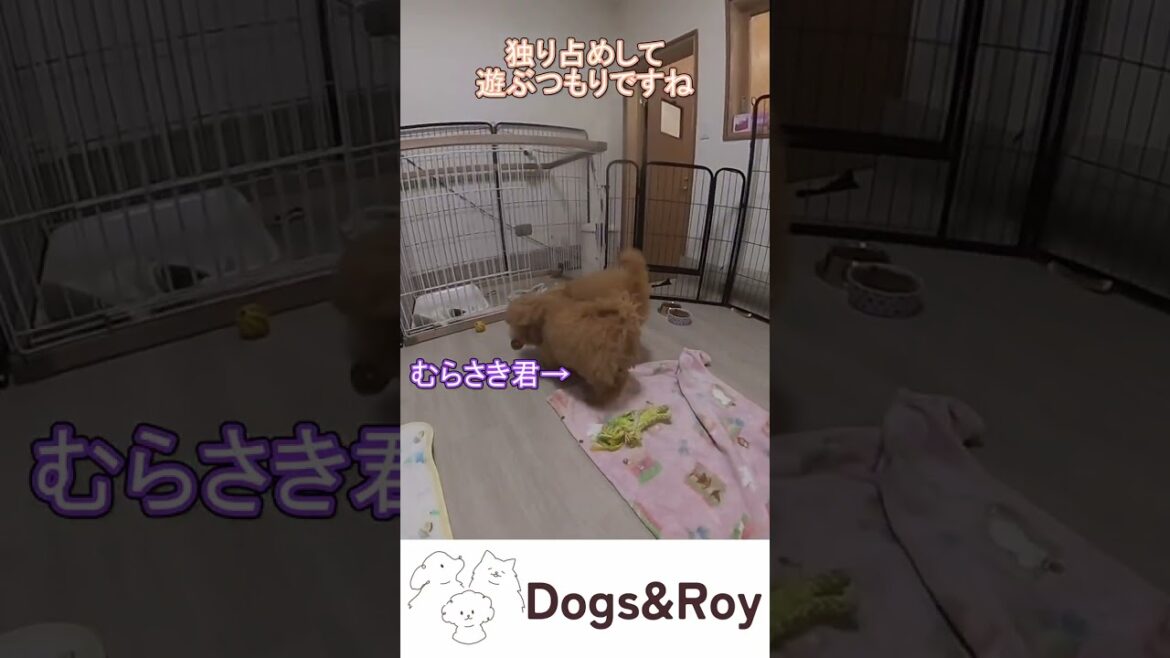 【赤ちゃん】最後は仲良しな仔犬たち #パピー #サモエド #ゴールデンレトリバー #赤ちゃん #ブリーダー #子犬 #京都 #美山 #南丹市 【赤ちゃん】最後は仲良しな仔犬たち #パピー #サモエド #ゴールデンレトリバー #赤ちゃん #ブリーダー #子犬 #京都 #美山 #南丹市