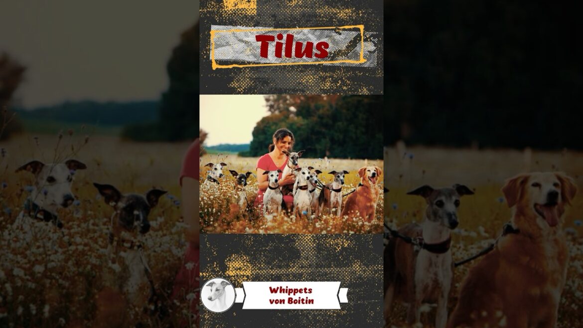 Tilus - Mein Rudel    #tilusvonboitin #dogs #shortstory