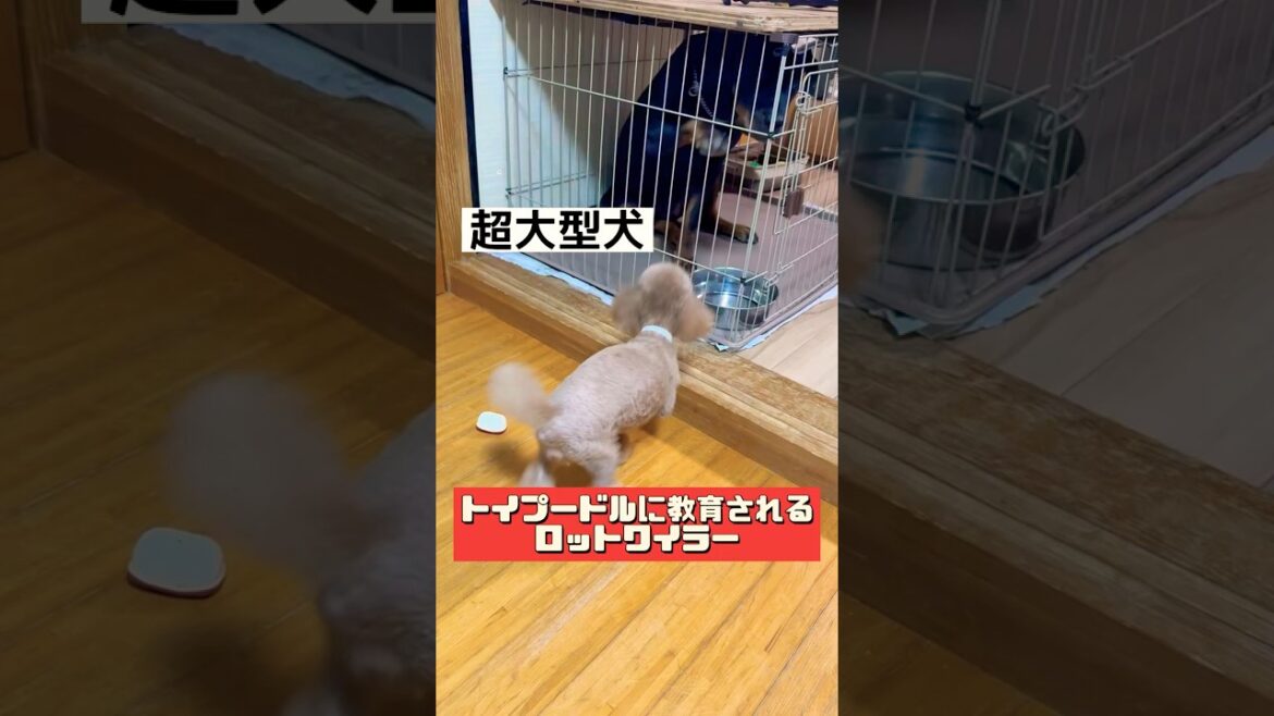 【お説教】トイプードルに怒られるロットワイラー #ロットワイラー #トイプードル #多頭飼い #超大型犬 #rottweiler #toypoodle