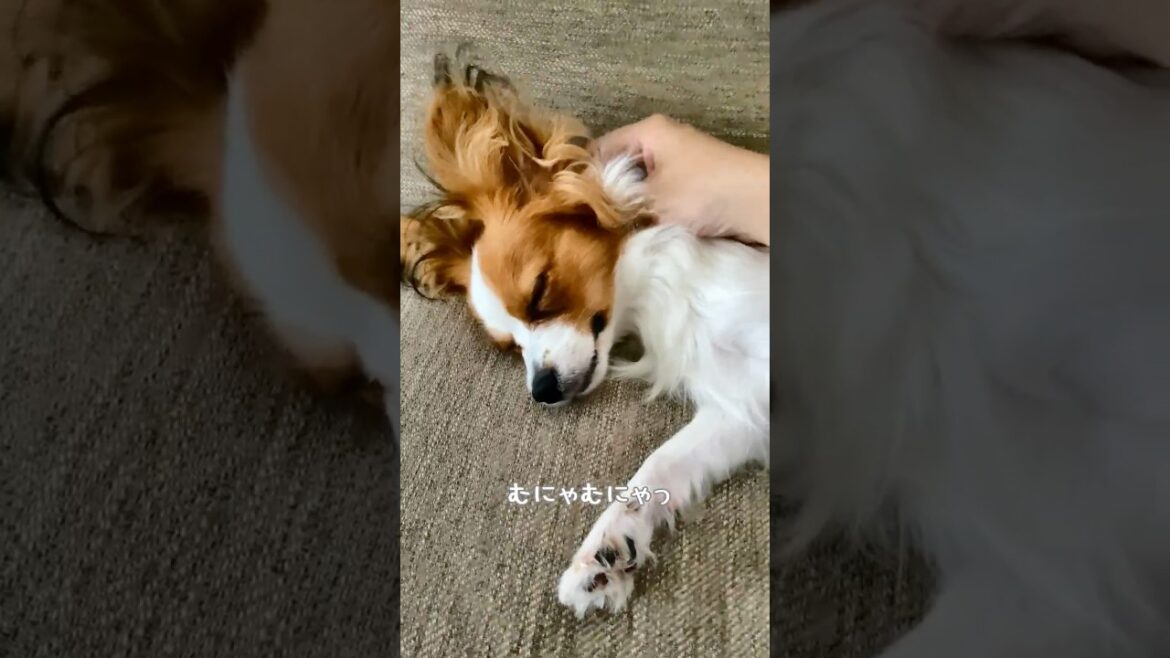 お昼休み #Papillon #パピヨン #Lea #犬のいる生活 #可愛い