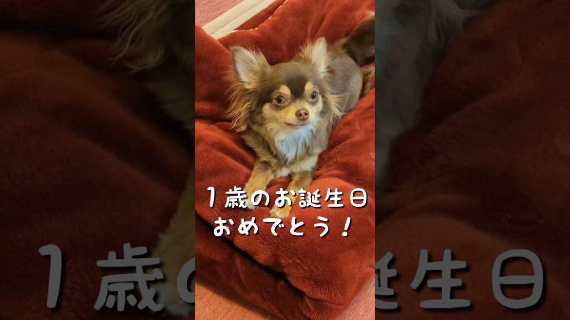 祝１歳！生まれてきてくれてありがとう♡ #shorts  #チワワ #クーッとくぅちゃん #チョコタン #chihuahua