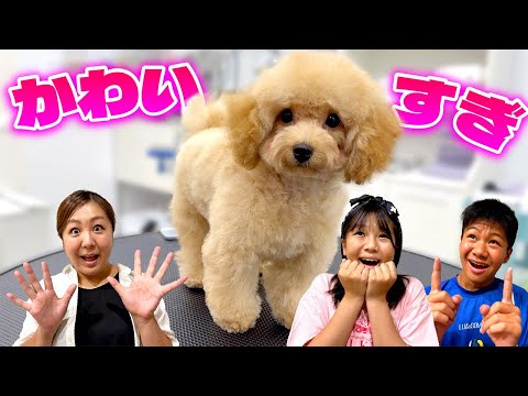 極小トイプードルの初トリミングが可愛いを超えて天使でした💖めいちゃんもママもメロメロな1日に密着! 極小トイプードルの初トリミングが可愛いを超えて天使でした💖めいちゃんもママもメロメロな1日に密着!