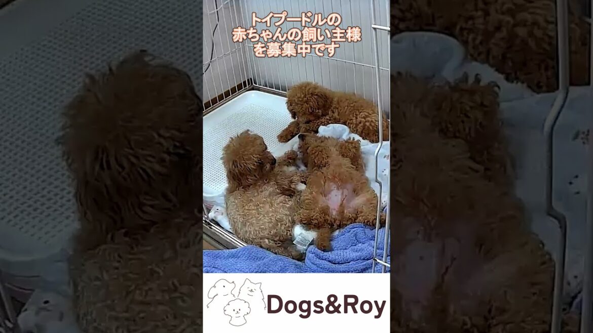 【赤ちゃん】爆睡する赤ちゃんたち #パピー #サモエド #ゴールデンレトリバー #赤ちゃん #ブリーダー #子犬 #京都 #美山 #南丹市 【赤ちゃん】爆睡する赤ちゃんたち #パピー #サモエド #ゴールデンレトリバー #赤ちゃん #ブリーダー #子犬 #京都 #美山 #南丹市