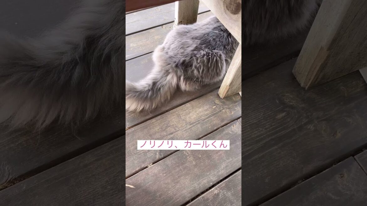 ノリノ#ねこ動画 #アメリカンカール #shortvideo