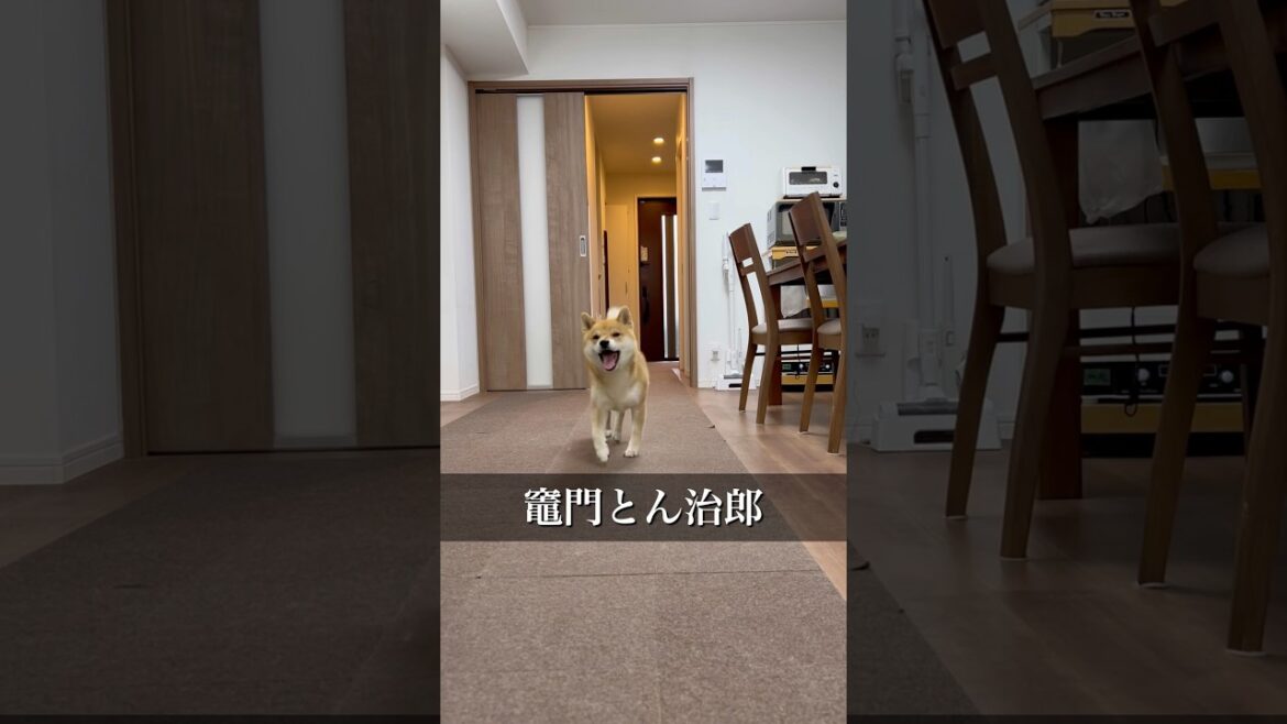 鬼滅の刃ならぬ、柴犬の牙!いよいよ劇場公開か? #柴犬 #柴犬とん 鬼滅の刃ならぬ、柴犬の牙!いよいよ劇場公開か? #柴犬 #柴犬とん