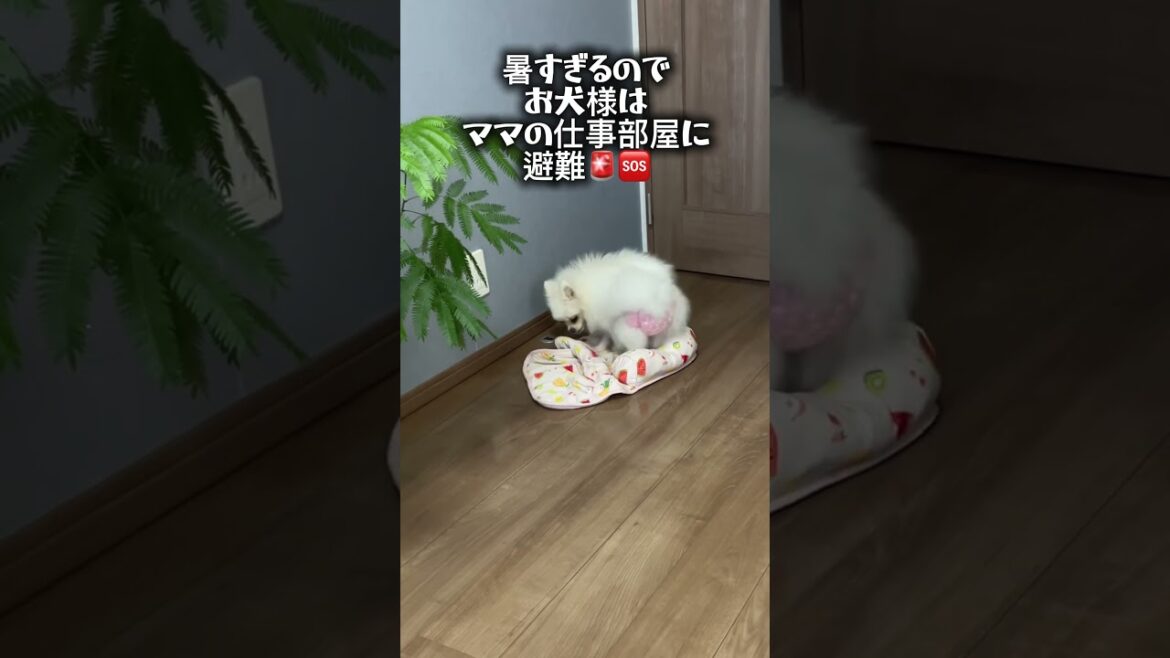 リビングのエアコンが故障？ #ポメラニアン #pomeranian #ポメ