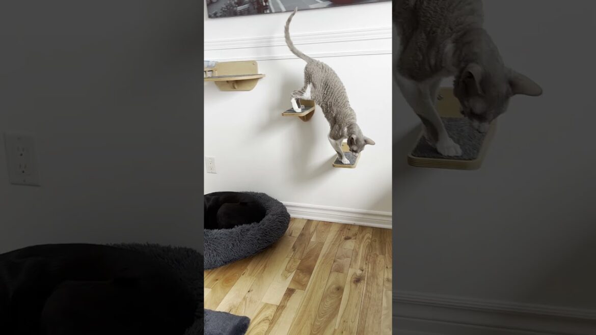 Only Griswald the Cornish Rex Cat Ends a Meal This Gracefully 😌🍽️