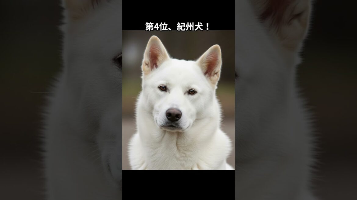 レアな日本犬ランキング