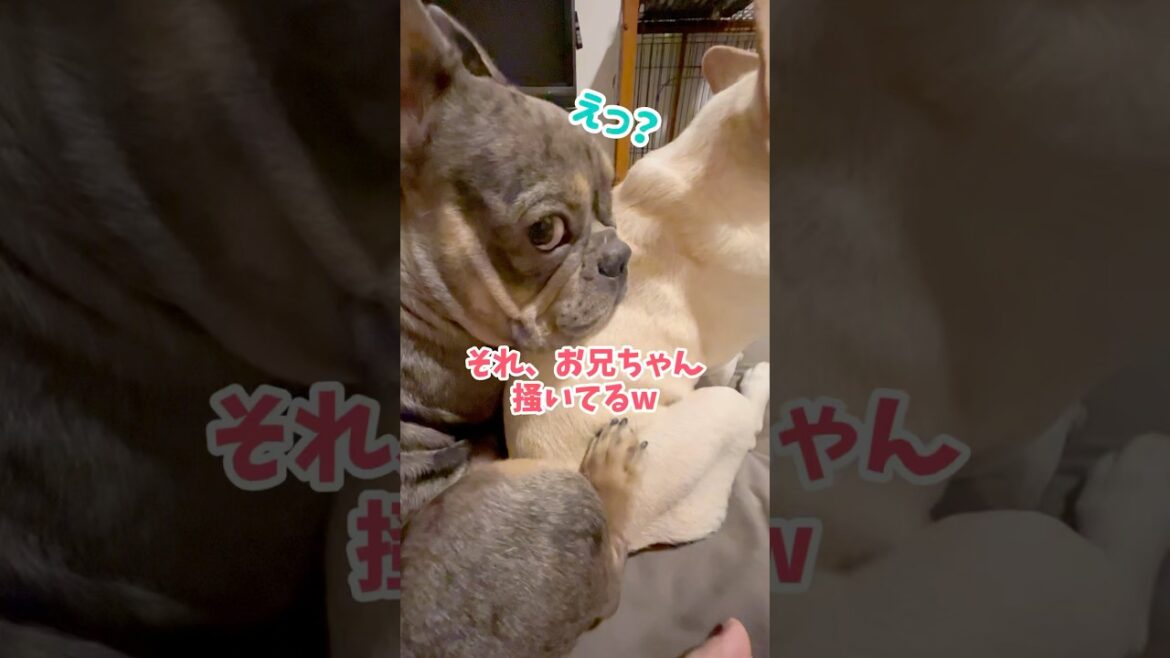 3秒前までケンカしてたふたり #shorts