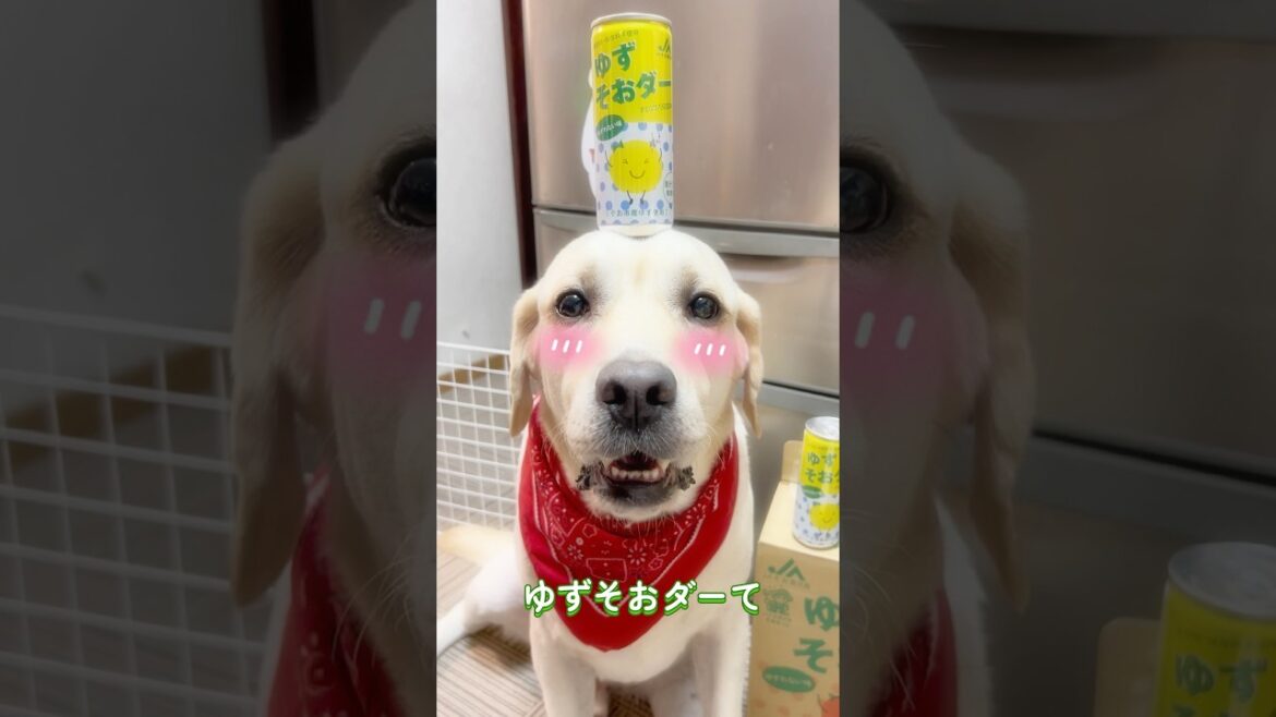 毎朝「あーゆーれでぃ~♬」ん声に反応してしまうとです🐶　　　#トニーラブラドール#めざましじゃんけん