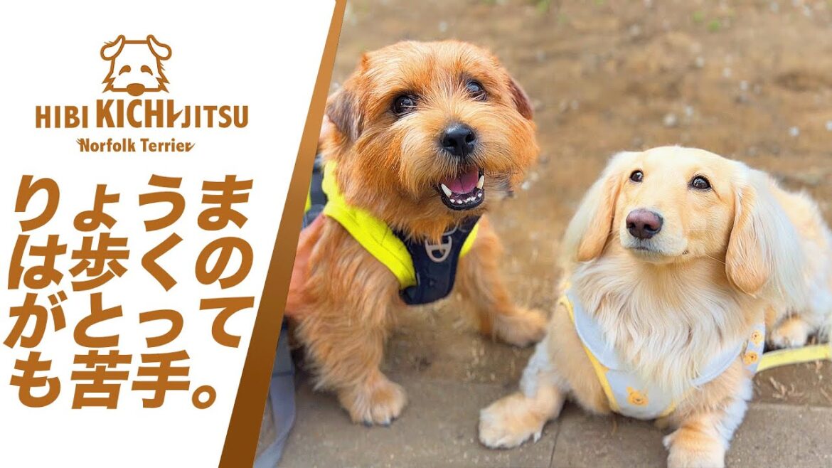 愛犬キチ とダックスの「 りょうま」君【friends  dachshund dog  ノーフォークテリア norfolkterrier 】