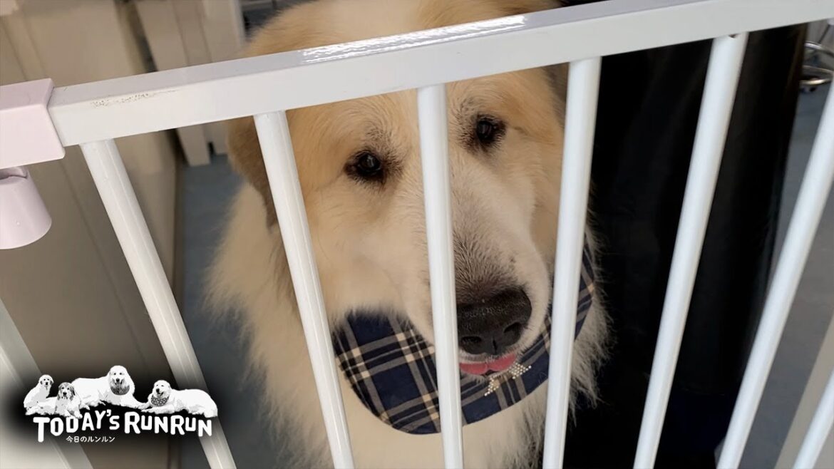シャンプーへ行ったアランと、どうしても行くと同行したベルとリリーです　Great Pyrenees　グレートピレニーズ