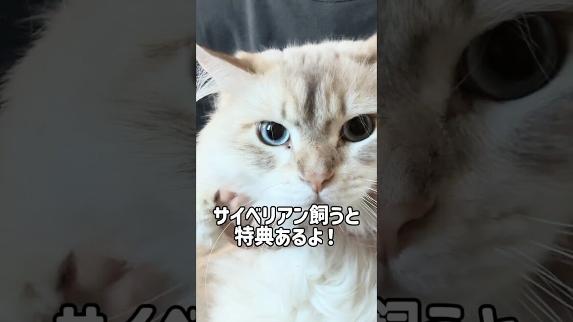 サイベリアン飼うとこうなる🙀🌀