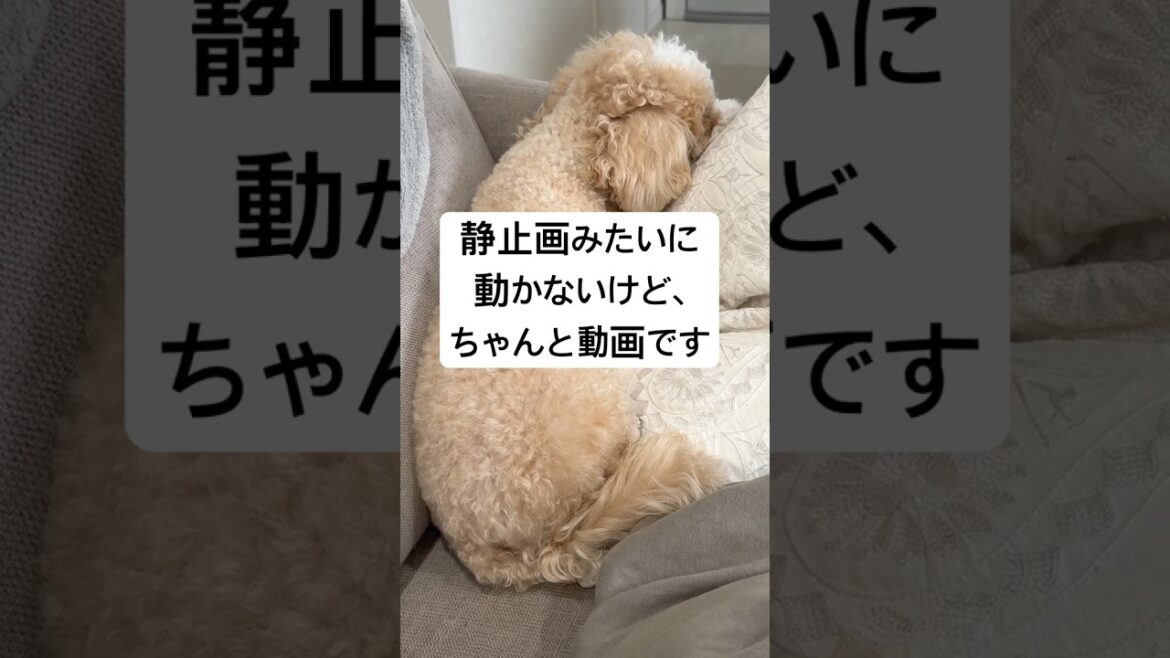 ソファの隅で小さく夢の世界へ #マルプー #トイプードル #眠る #わんこライフ #可愛い #癒し #犬のいる生活 #癒しの時間 #dog #dogshorts #dogs