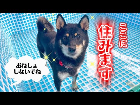 過去一犬生変わった黒柴はこちら 過去一犬生変わった黒柴はこちら