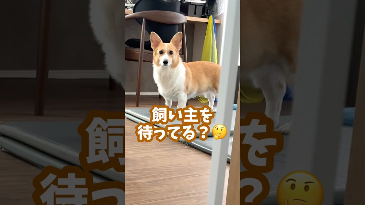リビングからいなくなった飼い主を待ち伏せする犬 #コーギー #ちくわ #shorts