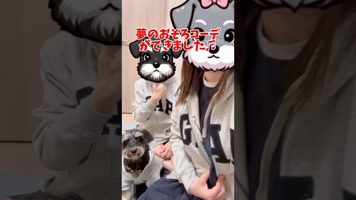 アウトレットに行ってきました♫家族おそろコーデしたよ！ #わんこ #シュナウザー #犬のいる生活 #元気お届け #ミニチュアシュナウザー #癒し #元気になる動画 #可愛い #アウトレット #買い物