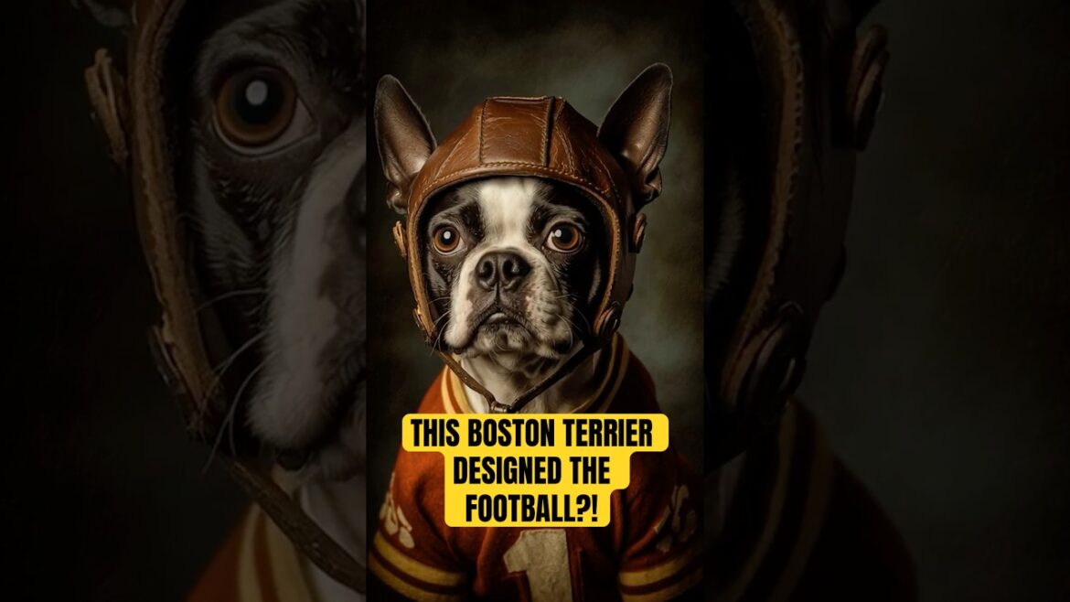 このボストンテリアは文字通りアメリカンフットボールを再設計した このボストンテリアは文字通りアメリカンフットボールを再設計した