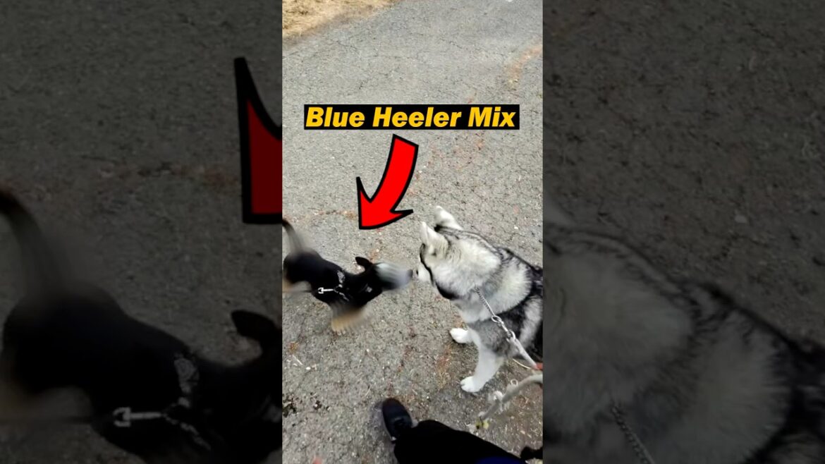 オーストラリアン・キャトル・ドッグとシベリアン・ハスキーのミックス犬！