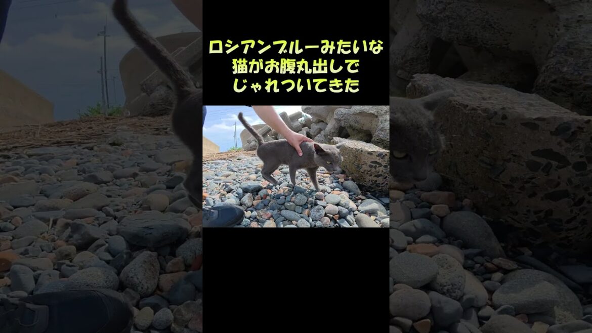 ロシアンブルーみたいな猫がお腹丸出しでじゃれついてきた #猫 #cat #ねこ