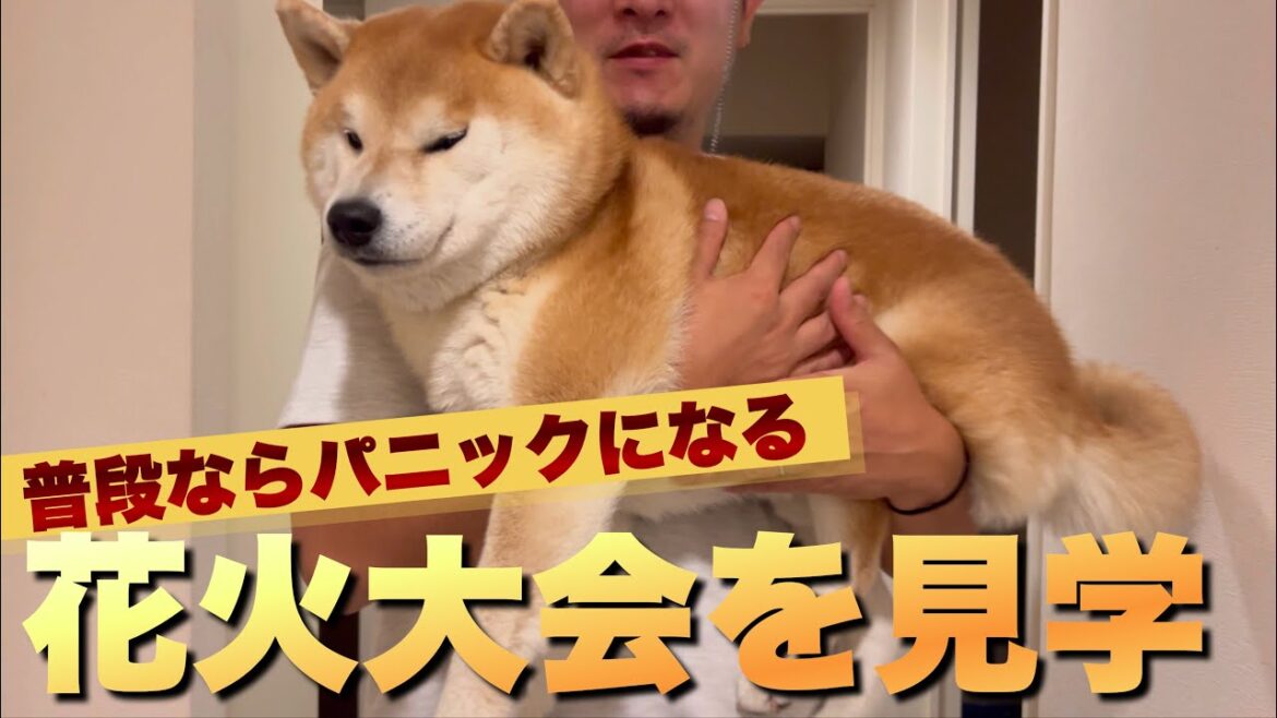 花火の音がすると震える柴犬。苦手な花火を克服する為…花火大会見学 花火の音がすると震える柴犬。苦手な花火を克服する為…花火大会見学