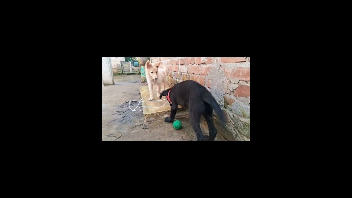ଜିନି ପଡିଲା ଛାତରୁ 🐶 | Mini Vlog #Shorts #shortsfeed