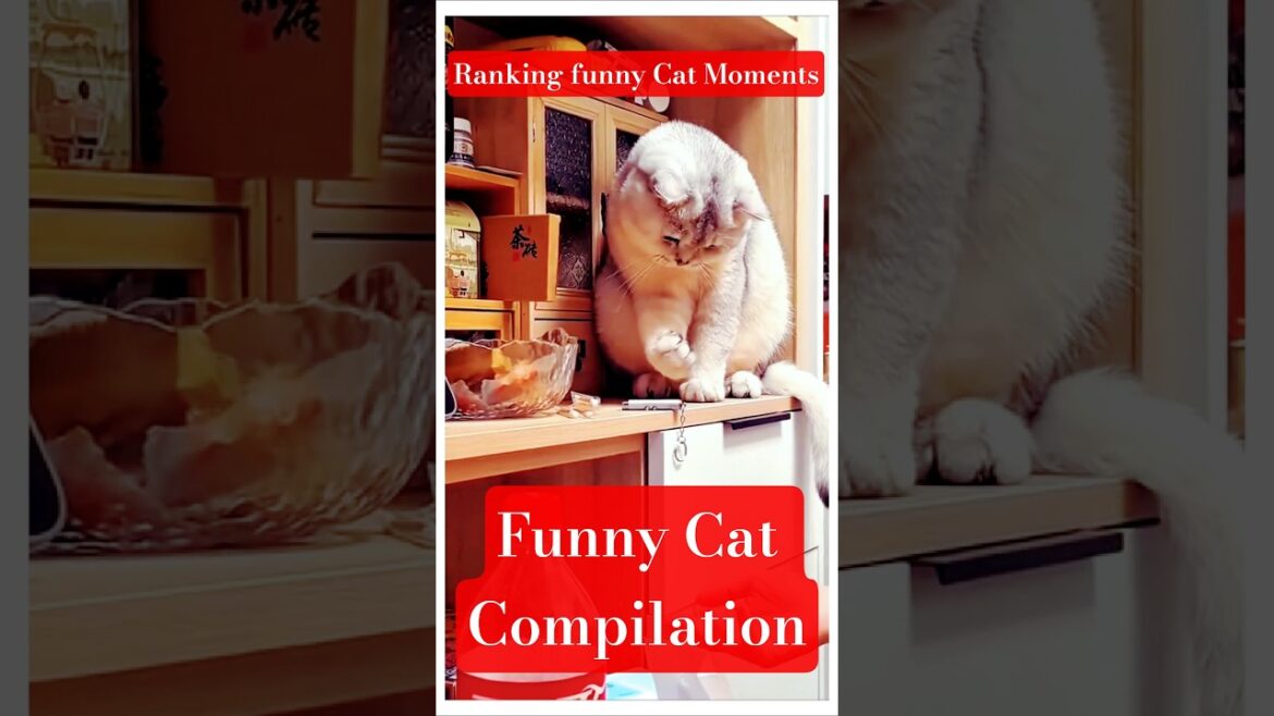 funny cat ๐บ๐ป๐บ |#vaishalichaudharykhutail #catloverlife#shorts#animation funny cat ๐บ๐ป๐บ |#vaishalichaudharykhutail #catloverlife#shorts#animation