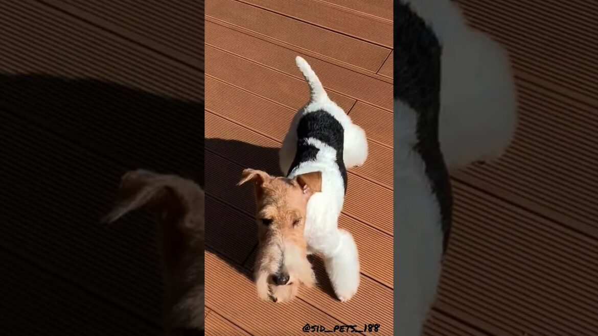 wire fox terrier dogs #dogs #dog #cute #shortsvideo #shortvideo #shorts