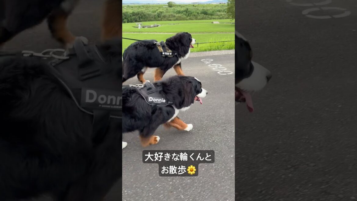 輪くんとお散歩🌼 #バーニーズマウンテンドッグ