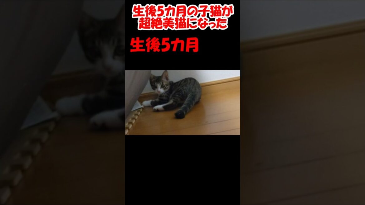 生後5カ月の子猫が超絶美猫になった #保護猫