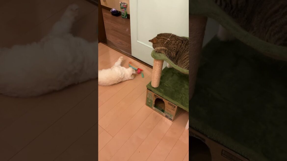 ♥チーノの日常【🙀見られてた…】イギリスから渡航滞在中のスコティッシュ女の子2歳ハーミとホワイトヒマラヤン14歳のチーノ　#shorts　#cat　#pets　猫好き　癒し
