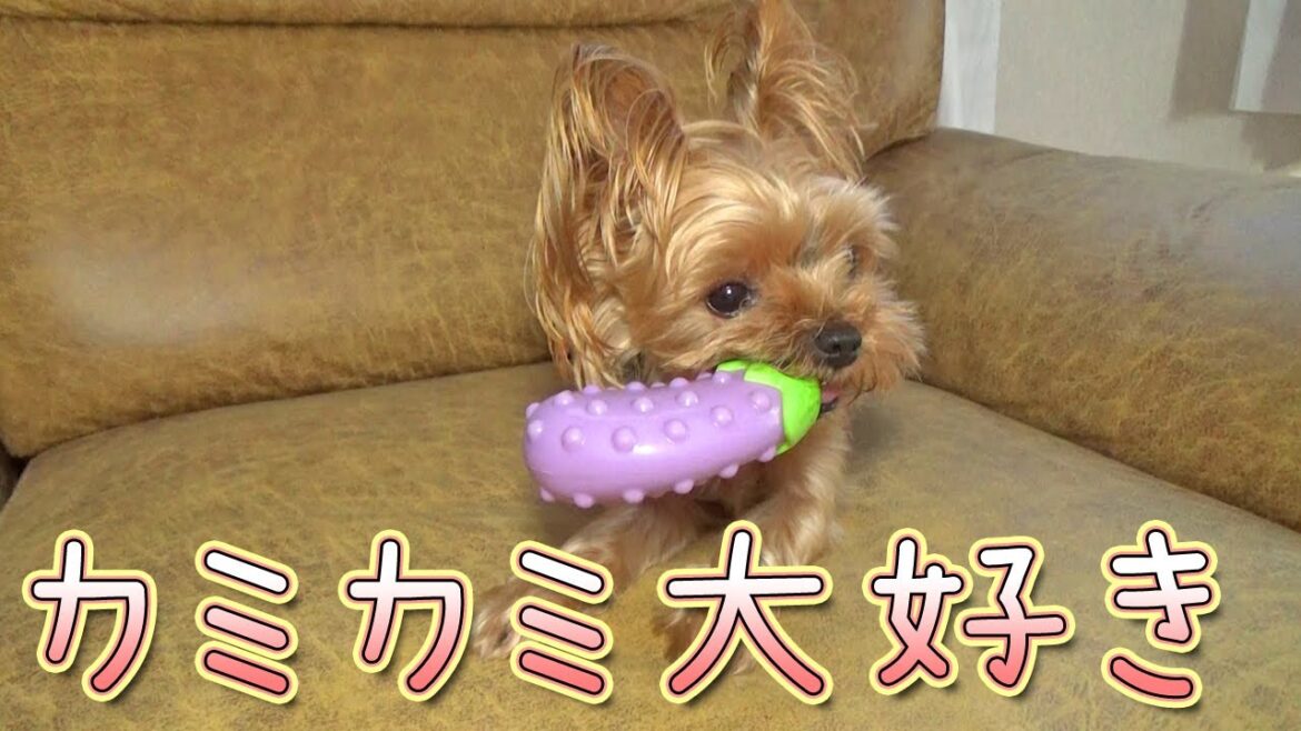 【ヨークシャテリア】元気にカミカミしているヨークシャテリア【Yorkshire Terrier】 【ヨークシャテリア】元気にカミカミしているヨークシャテリア【Yorkshire Terrier】