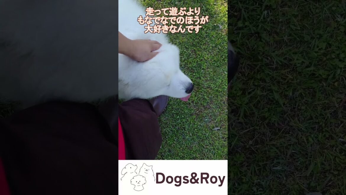 【サモエド】もふもふが駆け寄ってくる #パピー #サモエド #ゴールデンレトリバー #赤ちゃん #ブリーダー #子犬 #京都 #美山 #南丹市