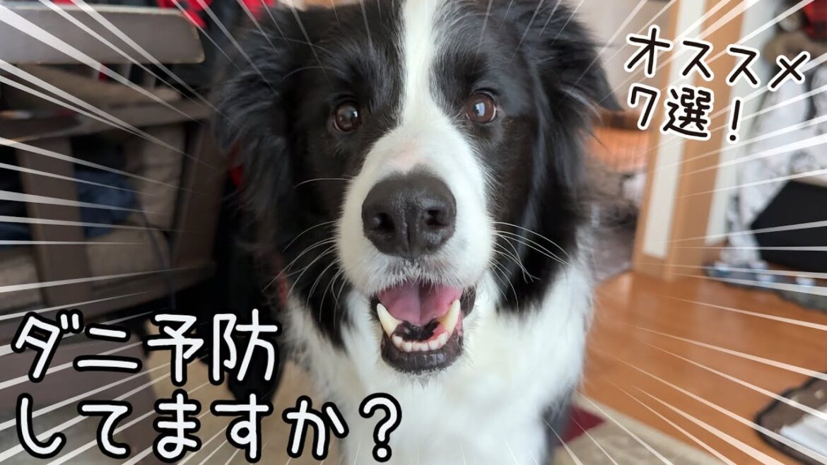 ダニ対策してますか?ボーダーコリー愛犬家による、最高で安心安全な虫除けグッズをご紹介します!【オススメ紹介】【犬グッズオタク】 ダニ対策してますか?ボーダーコリー愛犬家による、最高で安心安全な虫除けグッズをご紹介します!【オススメ紹介】【犬グッズオタク】