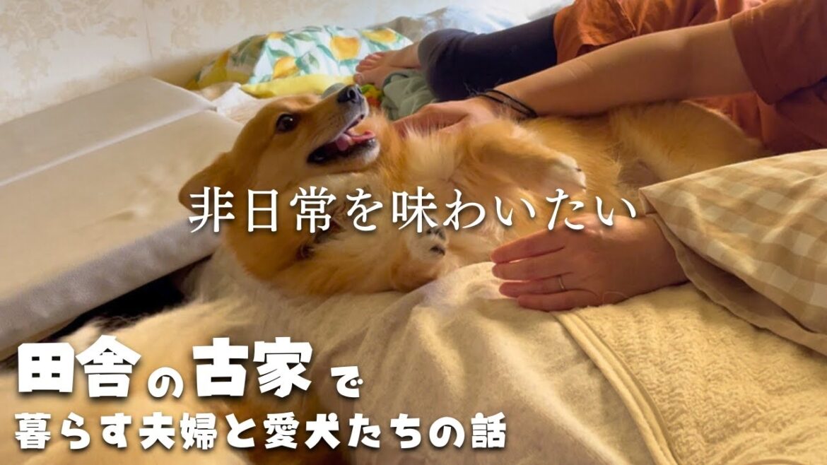 【番外編】非日常を夢見る夏の我が家の雰囲気