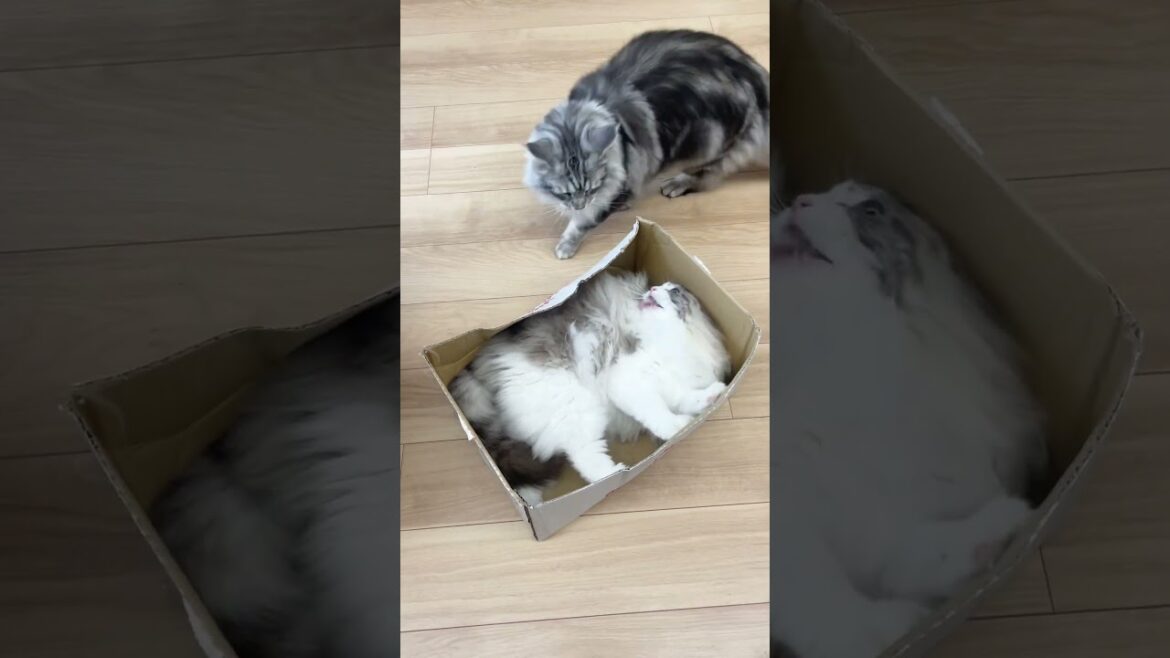 Defend your territory! #メインクーン #mainecoon #ragdoll #ラグドール #猫のいる暮らし #cats