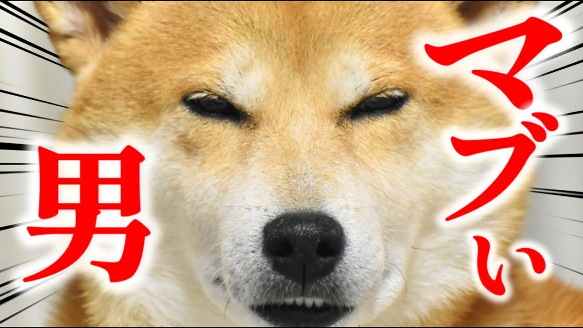 柴犬こむぎと蛍光グリーンメン【あるじのステップ】生誕6周年 柴犬こむぎと蛍光グリーンメン【あるじのステップ】生誕6周年